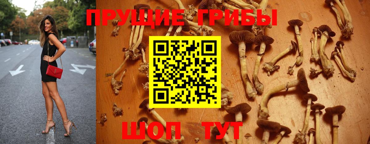купить   Галлюциногенные грибы Magic Shrooms  Вход с VPN  Кинель 